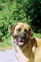 Picture of Belgian mastiff portrait