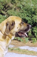 Picture of Belgian Mastiff profile