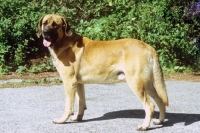Picture of Belgian Mastiff side view