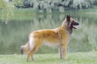 Picture of Belgian Sheepdog - Tervueren, side view