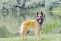 Picture of Belgian Sheepdog - Tervueren
