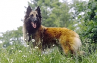 Picture of Belgian Sheepdog - Tervueren