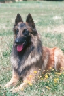 Picture of belgian sheepdog tervueren, lying on grass