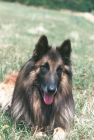 Picture of belgian sheepdog tervueren