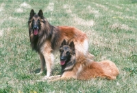 Picture of Belgian Sheepdog Tervueren