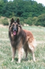 Picture of belgian sheepdog tervueren