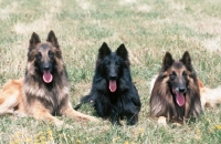 Picture of belgian sheepdogs tervueren and groenendael, middle