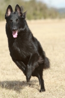 Picture of Belgian Shepherd Dog, Groenendael