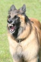 Picture of Belgian Shepherd Dog, Malinois barking