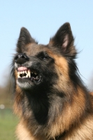 Picture of Belgian Shepherd Dog, Malinois growling