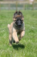 Picture of Belgian Shepherd Dog, Malinois puppy running