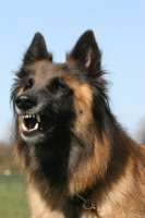 Picture of Belgian Shepherd Dog, Malinois barking