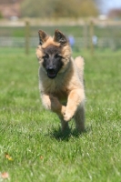 Picture of Belgian Shepherd Dog, Malinois puppy