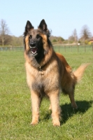Picture of Belgian Shepherd Dog, Malinois
