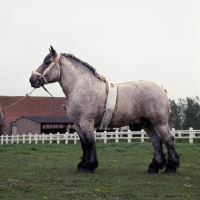 Picture of belgian stalion at belgian farm