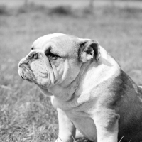 Picture of belligerent bulldog, portrait