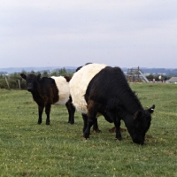 Picture of belted galloway cow and calf