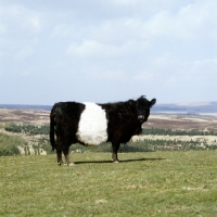 Picture of belted galloway cow on hills in scotland looking at camera