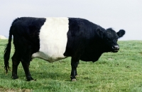 Picture of belted galloway cow standing in field