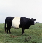 Picture of belted galloway cow
