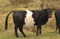 Picture of Belted Galloway, side view