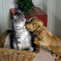 Picture of ben, feral x cat, strikes oly, a wire haired miniature dachshund