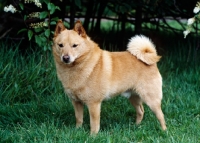 Picture of ben, undocked schipperke on grass