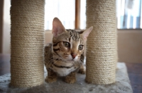 Picture of benal cat on scratch post