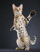 Picture of Bengal balancing