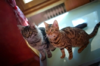 Picture of bengal cat and norwegan forest cat, young ones, sitting on a table