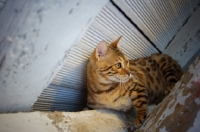 Picture of Bengal cat balancing on a wooden beam