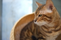 Picture of bengal cat champion   