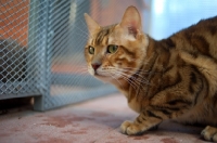 Picture of bengal cat champion Svedbergakulle Goliath crouched