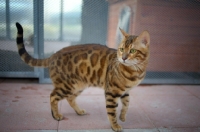 Picture of bengal cat champion Svedbergakulle Goliath standing