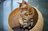 Picture of bengal cat champion Svedbergakulle Goliath sitting in a cat basket
