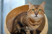 Picture of bengal cat champion Svedbergakulle Goliath crouched in a cat basket