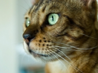 Picture of Bengal cat close up