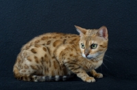 Picture of Bengal cat crouched, black background, studio shot