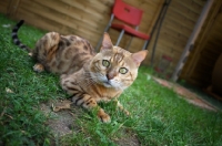 Picture of Bengal cat crouched in the grass, champion Mainstreet Full Throttle of Guru