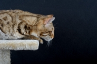 Picture of Bengal cat crouched on a scratch post, black background