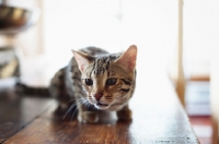 Picture of bengal cat crouched on table