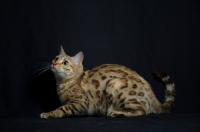 Picture of Bengal cat crouched, studio shot on black background