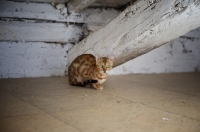 Picture of bengal cat crouched under a wooden beam
