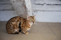 Picture of bengal cat crouched 