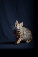 Picture of bengal cat crouching, one front leg up and looking up, studio shot on black background