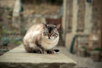 Picture of Bengal cat crouching outside