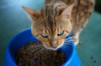 Picture of bengal cat eating cat food, champion Guru Nuvolari