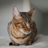 Picture of Bengal cat frontal view with cat looking away