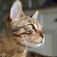 Picture of Bengal cat head shot in profile