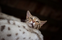 Picture of bengal cat in basket looking down